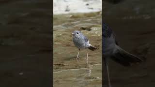 《溪流之上，輕啄水影｜Foraging Steps of a Plumbeous Water Redstart》 #自然療癒 #birds #naturehealing #wildlife