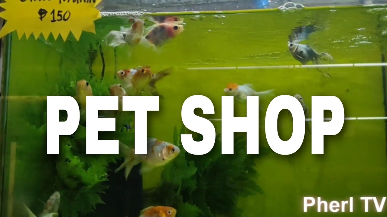 Pet Shop Tour Variety Of Birds And Fishes pets fish cats dogs pet-shop-tour-variety-of-birds-and-fishes-pets-fish-cats-dogs