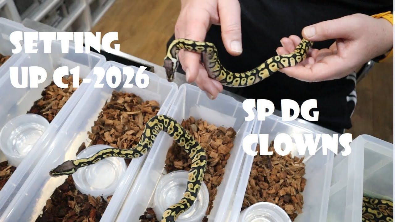 SETTING UP SUPER PASTEL DESERT GHOST CLOWN CLUTCH 1-26 + UPDATE ON 24 HOLD BACKS - NEW FOREST MORPHS