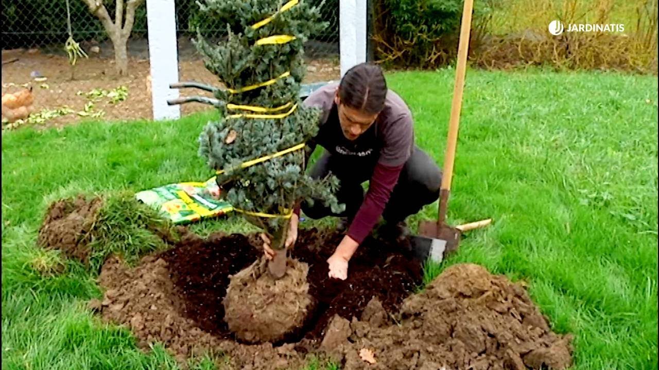 Plantar Cedro del Atlas (Cedrus atlantica) con éxito // Jardinatis