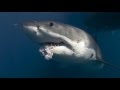 10 фактов о больших белых акулах