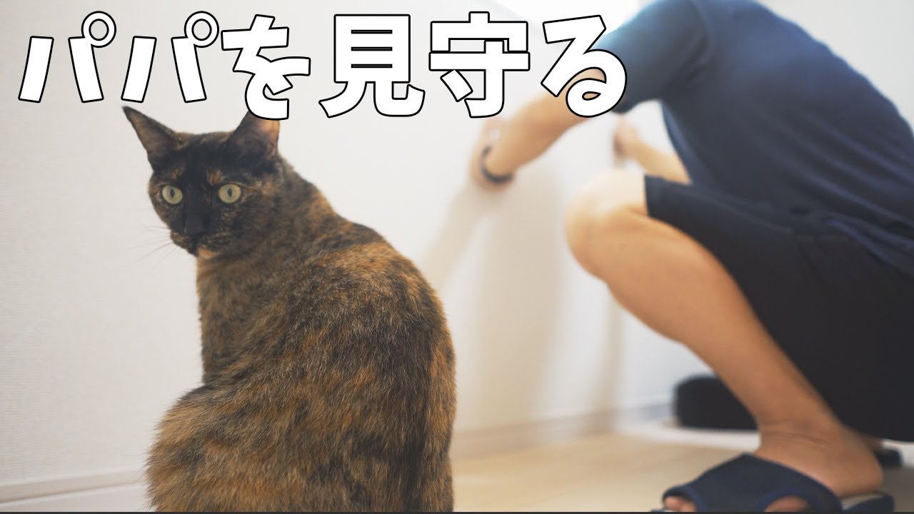 猫対策に壁紙の爪とぎ防止シートを貼るパパとママを見守る猫達 Youtube