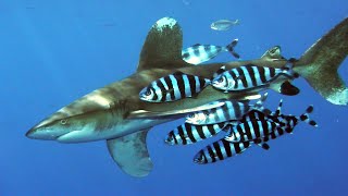 The Oceanic Whitetip Shark | A Brief Overview