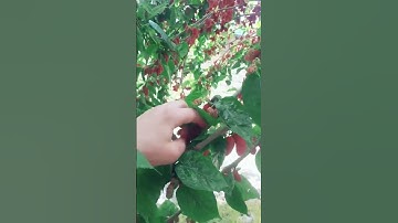 القارئ عمر الهاشمي