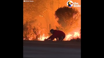 Thumbnail of Man Saves Rabbit From Fire in California | The Dodo