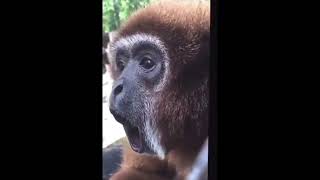 Helikopter Helikopter Monkey Meme