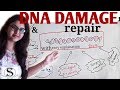 Dna damage and repair in hindi  with simple explanation