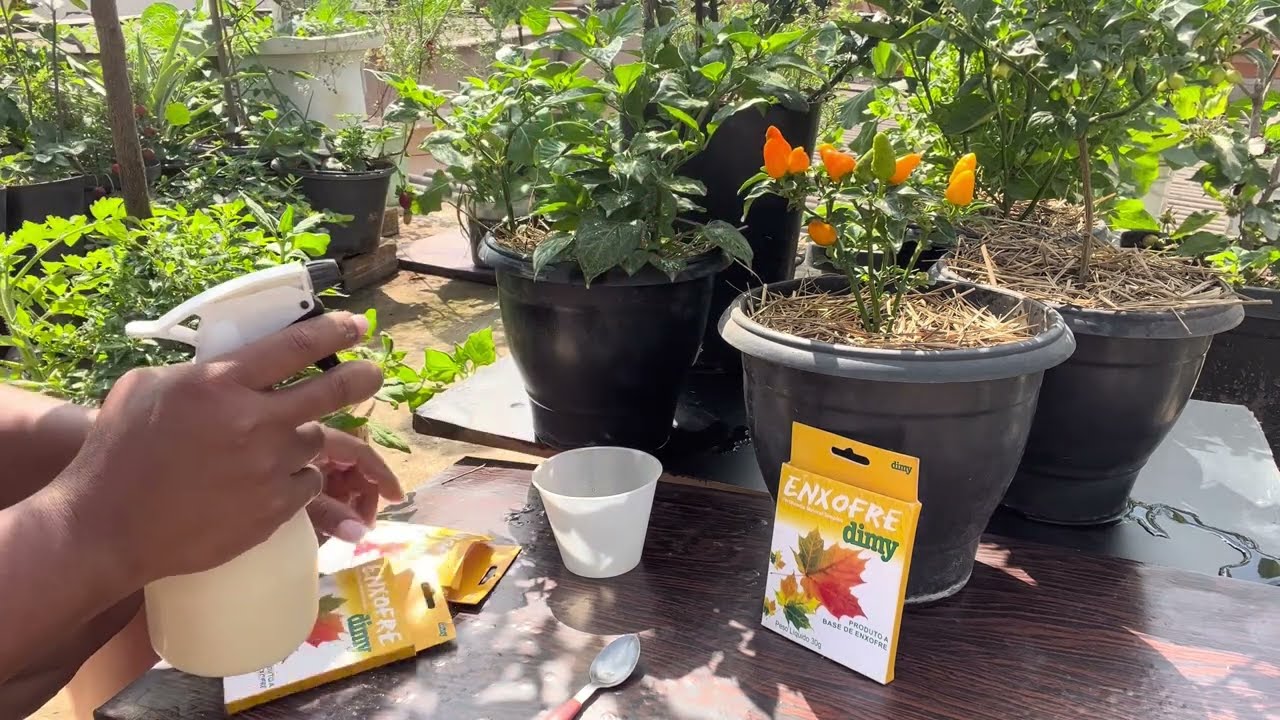 Use isso e acabe com folhas enrugadas ou enroladas da pimenteira (ÁCAROS )