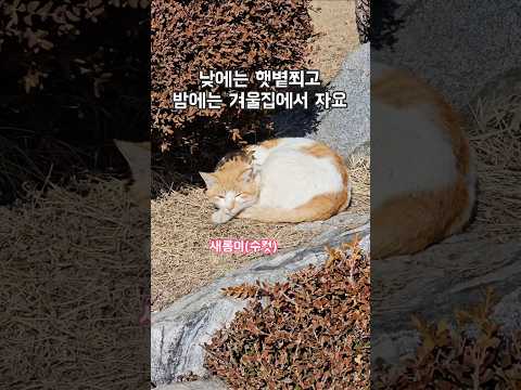 평화롭게 낮잠자는 길냥이.. 사라진 치즈냥이가 생각나 그립네요.