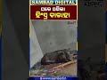 ଘରେ ପଶିଲା ହିଂସ୍ର ବାରାହା: Wild Boar Trapped Inside House In Jajpur , 4 Injured | Sambad