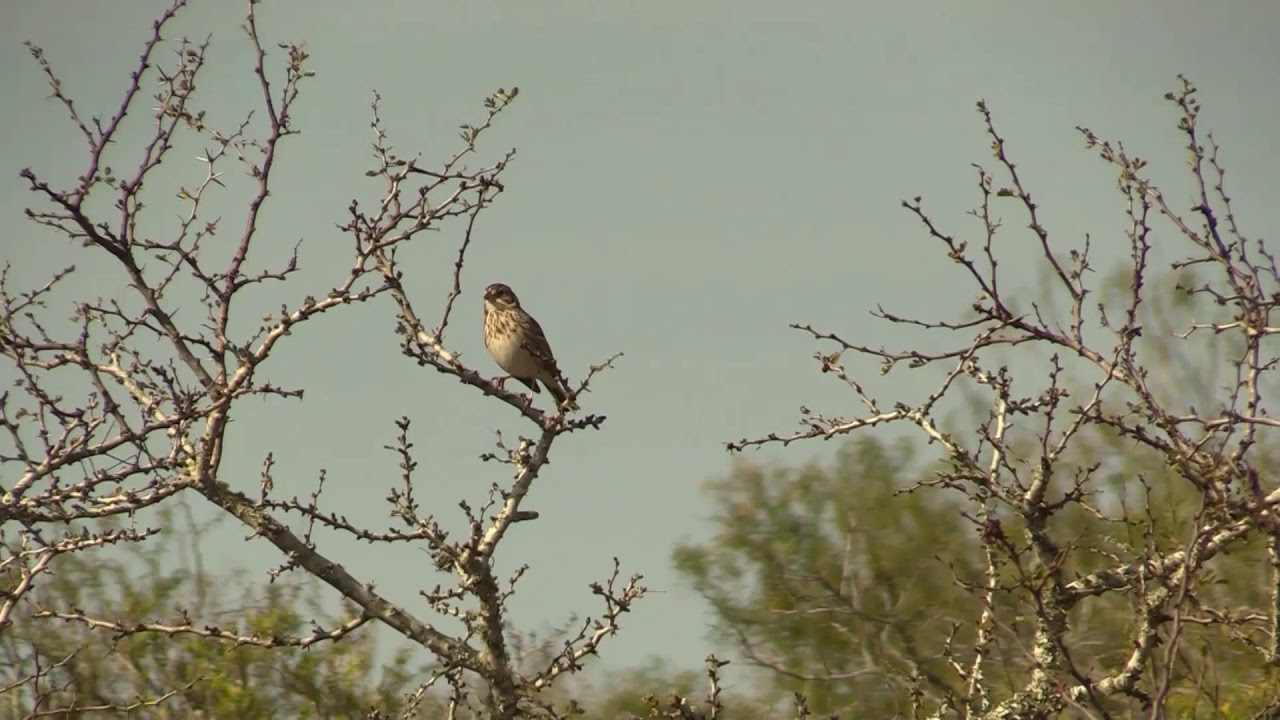 Vesper Sparrow (Pooecetes gramineus)