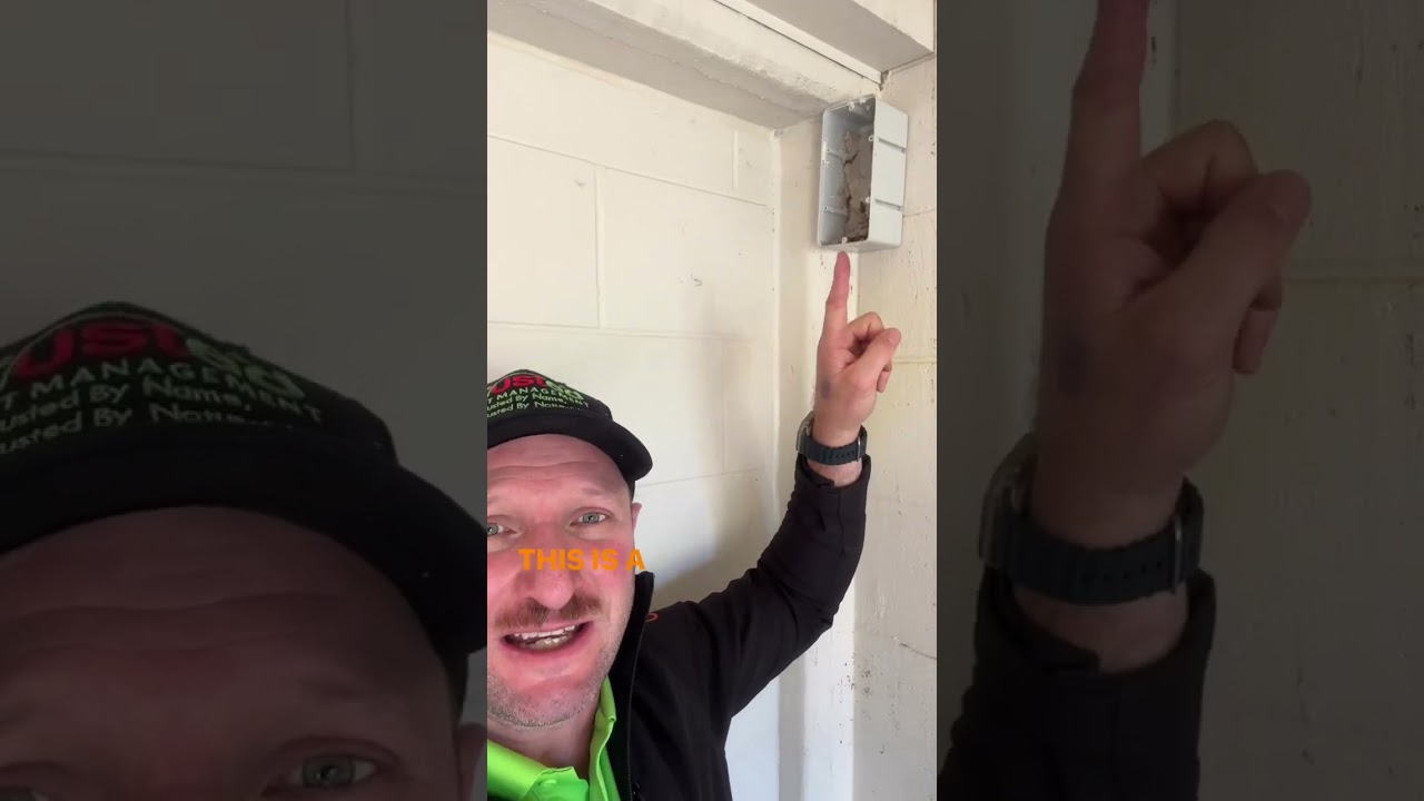 Termite entering through a concrete gap - Termite baiting program