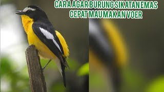 Cara agar sikatan emas cepat makan voer