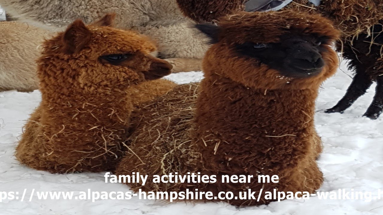 Family Activities Near Me YouTube