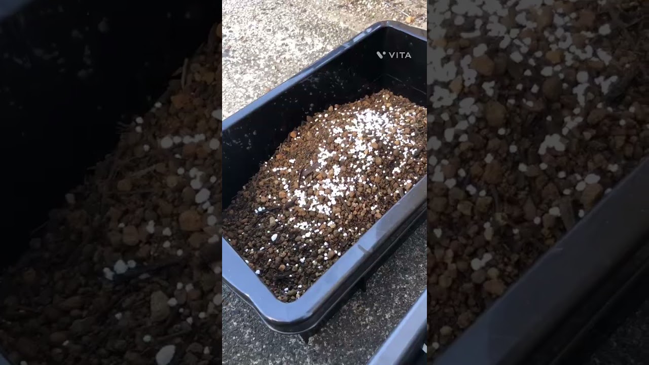 いちご春のお手入れ、キウイ鉢上げ#家庭菜園 #gardening #キウイ #いちご栽培 #農業