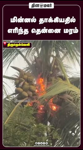 மின்னல் தாக்கியதில்  எரிந்த தென்னை மரம்