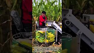 옥수수 순삭 기계 #farming #corn #agriculture #tools #corn