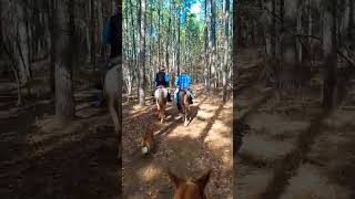 #nature #horse #trailriding #theridiculous6 #vibetribe #gaited #equestrian  #saddlehorse #missouri