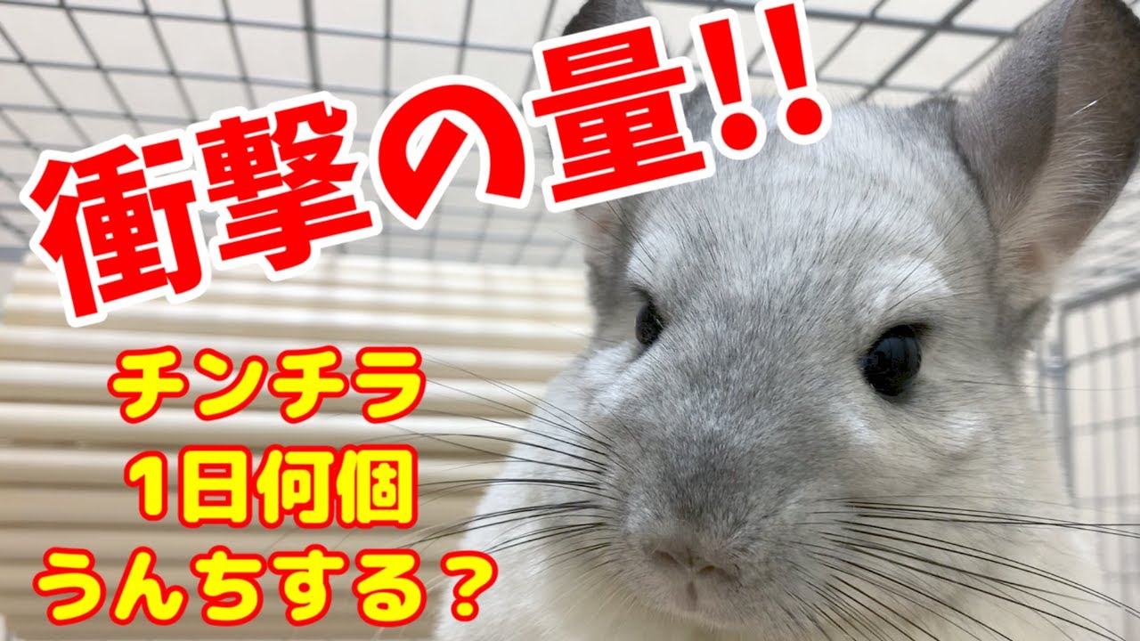 チンチラのうんちの量は多い少ない 1日にどのくらいするのか数えてみた Youtube