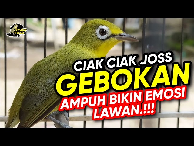 Kecial Kuning Ciak Joss GEBOKAN Ampuh Bikin Emosi Lawan NYAUT‼️| PEPADU KECIAL class=