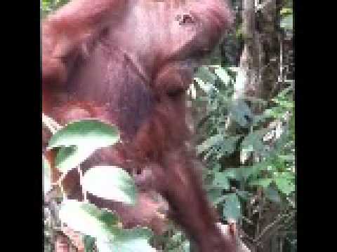 Joe Yas - Dominique Dorion Travel in Borneo