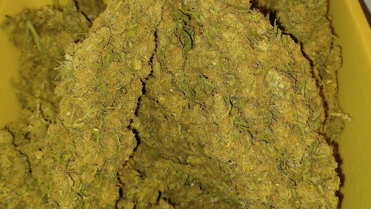 Final weight on Lemonade Haze from Ganja Farmer SE3000 medical marijuana grow