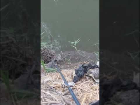 سمك بلطة بالغله وحوش 