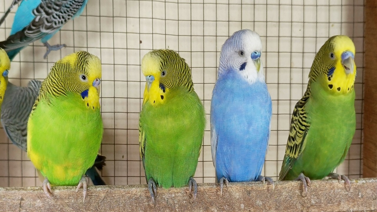 12 Hour Bird Watching of Parakeet Budgies Birds, Observe Nature Birds, Reduce Stress