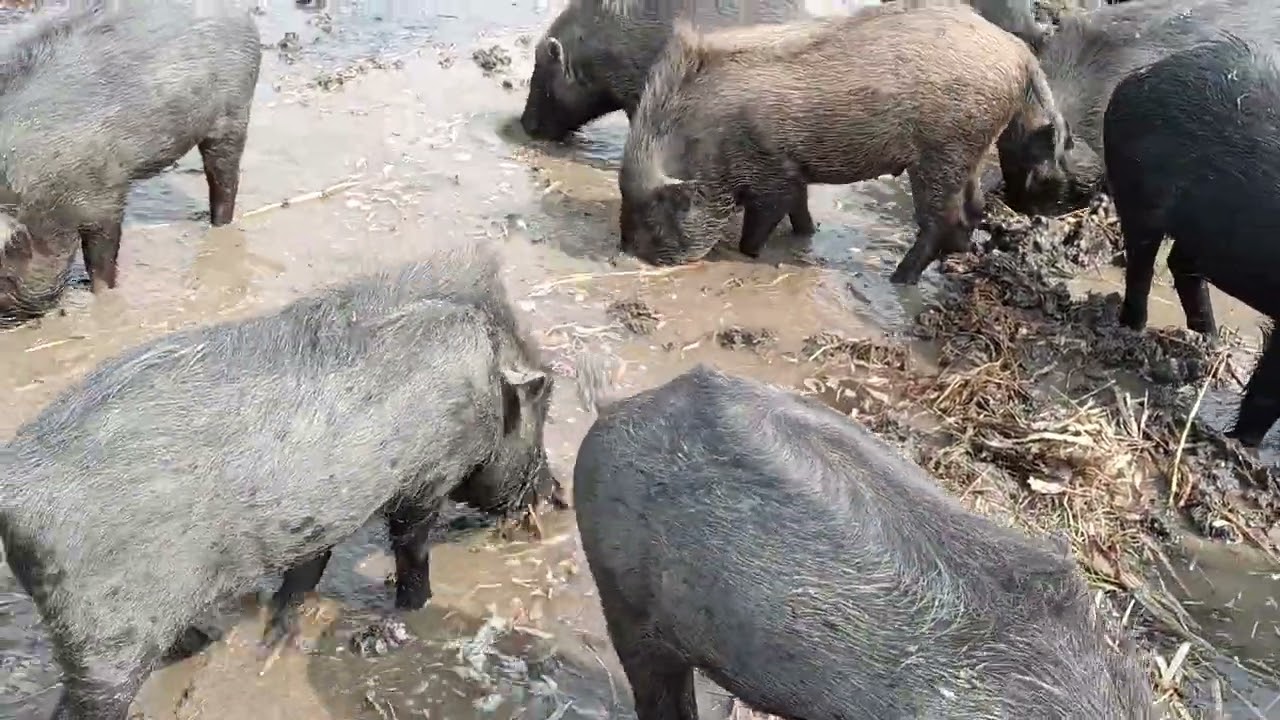 Experts pig# videos cent 