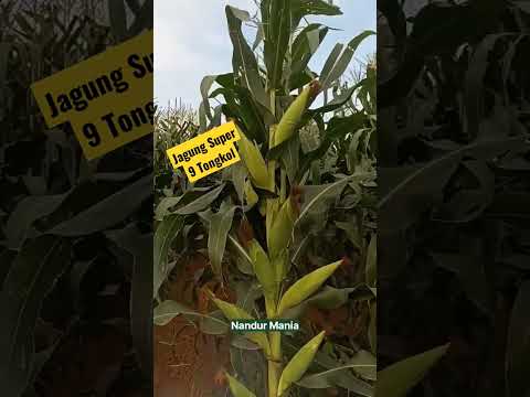 Video: Berapa banyak jelai m alt untuk mengubah jagung?