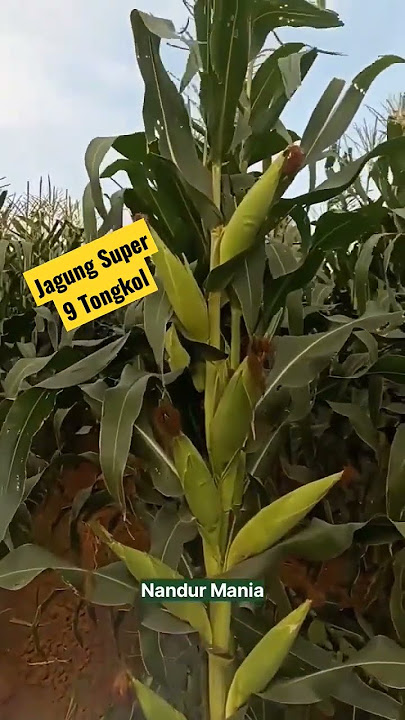 Jagung Super!!!Buah sampai 9 Tongkol #jagung #jagungbanyak #jagungsuper