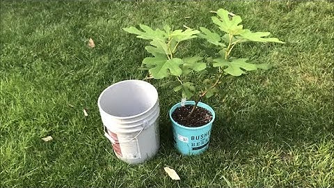 How to grow figs in a 5 gallon container (Easy)