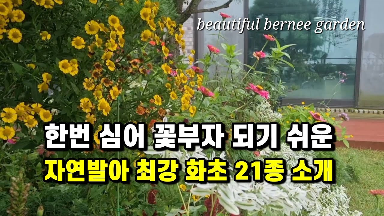 한번 심어 꽃부자 되기 쉬운 자연발아 최강 화초 21종