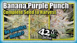 FAST BUDS Banana Purple Punch Autoflower COMPLETE SEED TO HARVEST