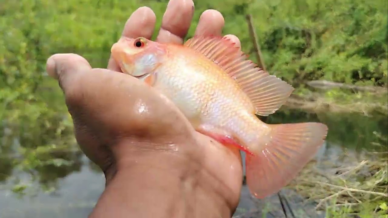 Hampir kena mental boskuh mancing kali ni🤣 #mancingnilaliar