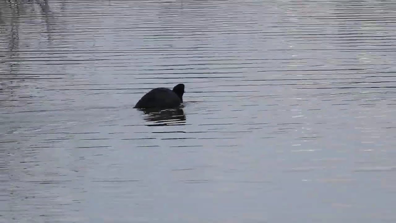 La Foulque macroule nage rapidement près de la Maison de la Nature.The Eurasian coot swims quickly.