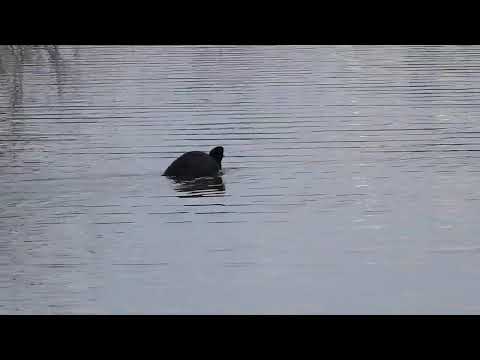 La Foulque macroule nage rapidement près de la Maison de la Nature.The Eurasian coot swims quickly.