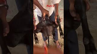 बकरी पालन में एआई करने की पूरी प्रक्रिया