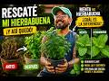 👉 Rescaté mi hierbabuena 🌱 | Diferencias con la menta y cuidados reales
