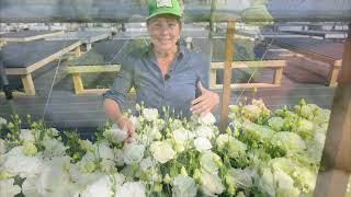 'Corelli Sugoi™ III White' Lisianthus Variety