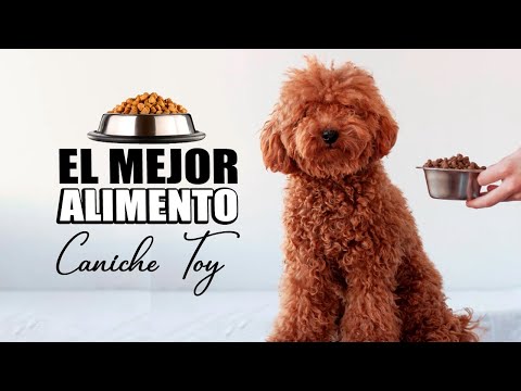 Video: ¿Qué les gusta comer a los caniches?