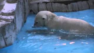 ララへ活魚給餌(夜の円山動物園)