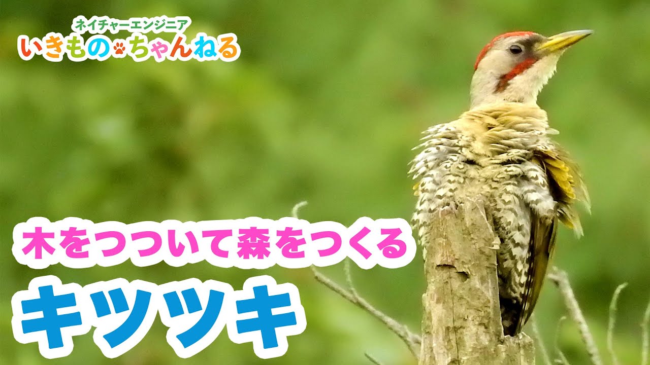キツツキの特徴と種類 木をつついて森をつくる鳥 Youtube