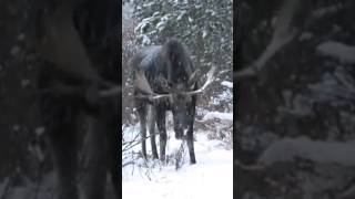 Winter Whiskers: A Cozy Encounter with a Snowy Moose