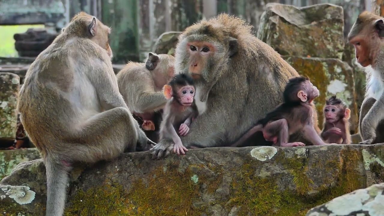 Shania baby monkey meeting with Jiva and another. Proud day for Them in nursing