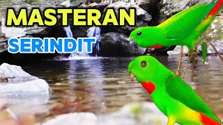 Download Lagu Masteran serindit gacor 🔥 pancing bunyi serindit  MP3