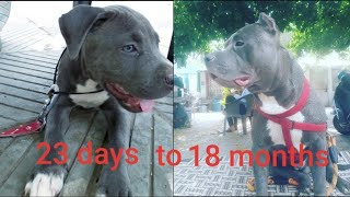 pitbull transformation