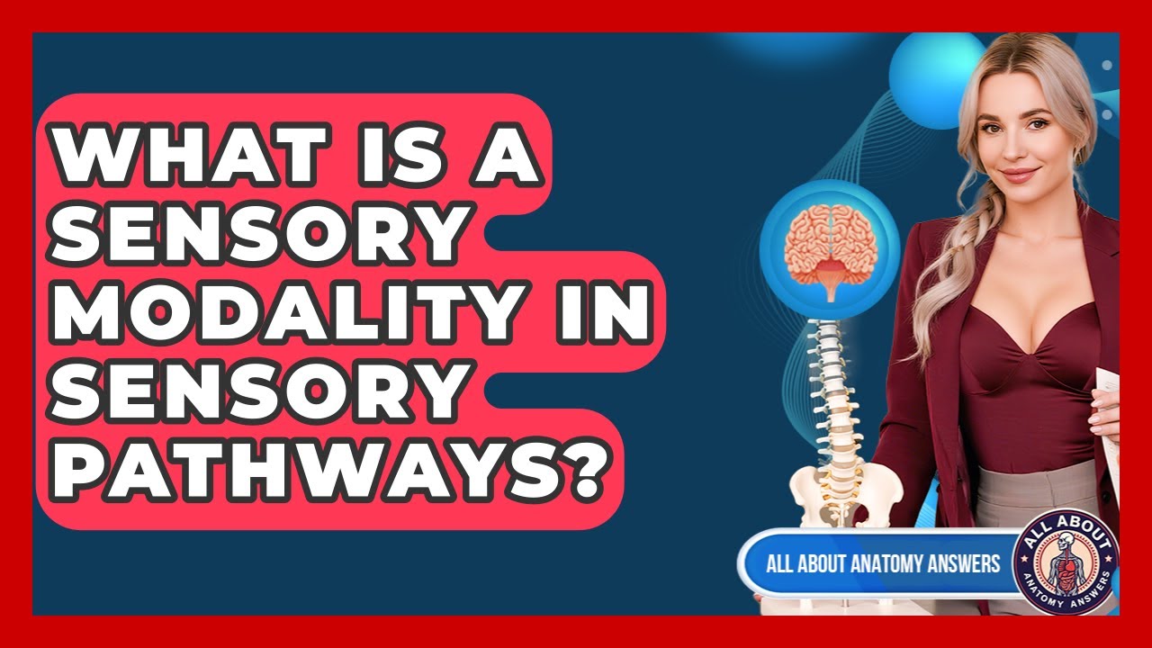 What Is A Sensory Modality In Sensory Pathways? - All About Anatomy ...