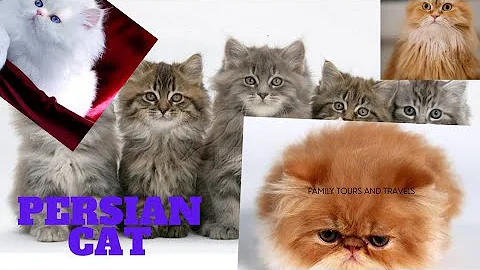 Video 6863341: longhair persian, persian cat first, pet breeds, home breed