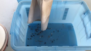 Anysort--Sunflower Seeds Sorting